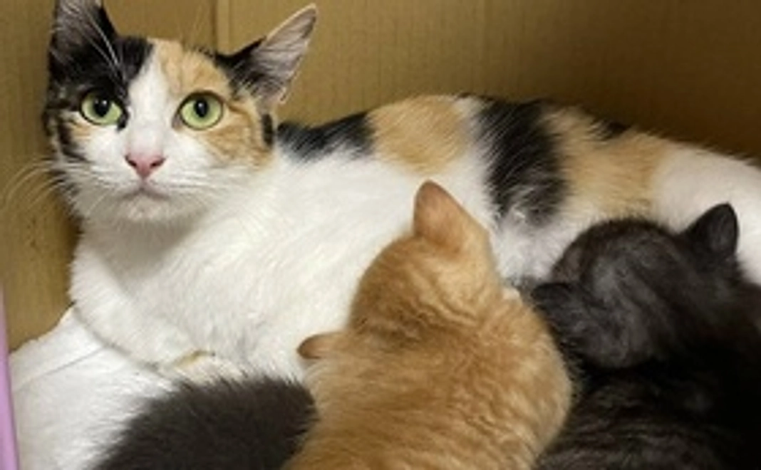 毎月1000円応援コース