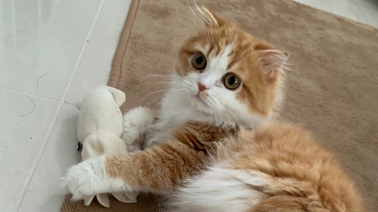 【FIP】難病に罹患した生後６ヶ月のこむぎを救いたい！