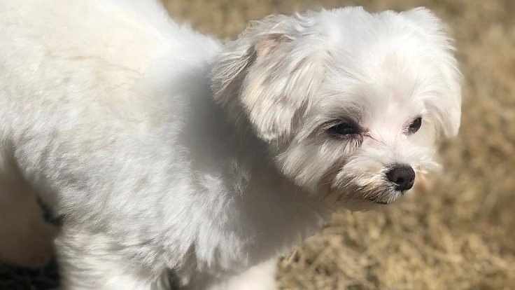 難病【先天性門脈体循環シャント】のレイ君を助けてください!