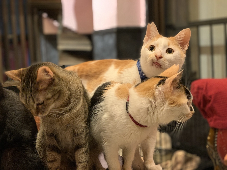 ヒラ・ガク・ラーについて『あと7日‼』