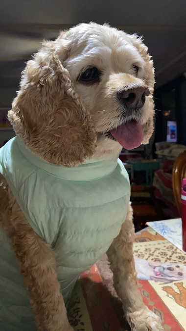 抗がん剤治療始めました　　有り難うございました　from　ロレンツア