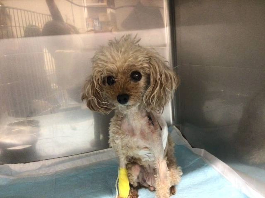 入院が伸びましたが...頑張ります！