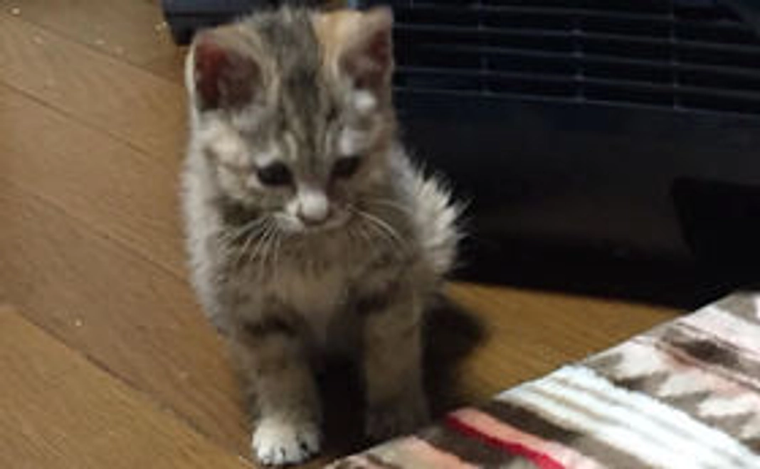 ￥500支援　感謝のメール