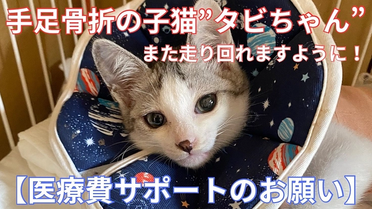 手足骨折の子猫”タビちゃん”の医療費サポートをお願いします！