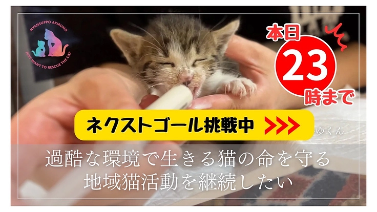 助成金のない東京都あきる野市で地域猫活動を諦めたくない