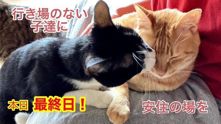 55匹の命を繋ぐため緊急でシェルターの増築を!