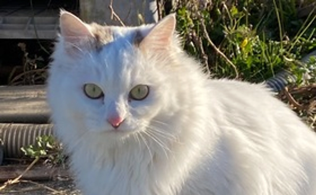 桃ちゃん応援2  (リターン不要)