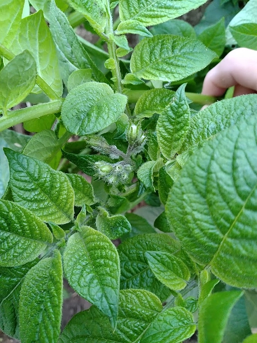 じゃがいもを植えました！　～その９　つぼみが出来た！～