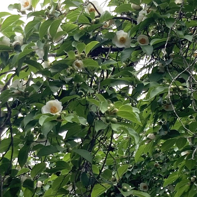 梅雨の花「沙羅」が開花しました。