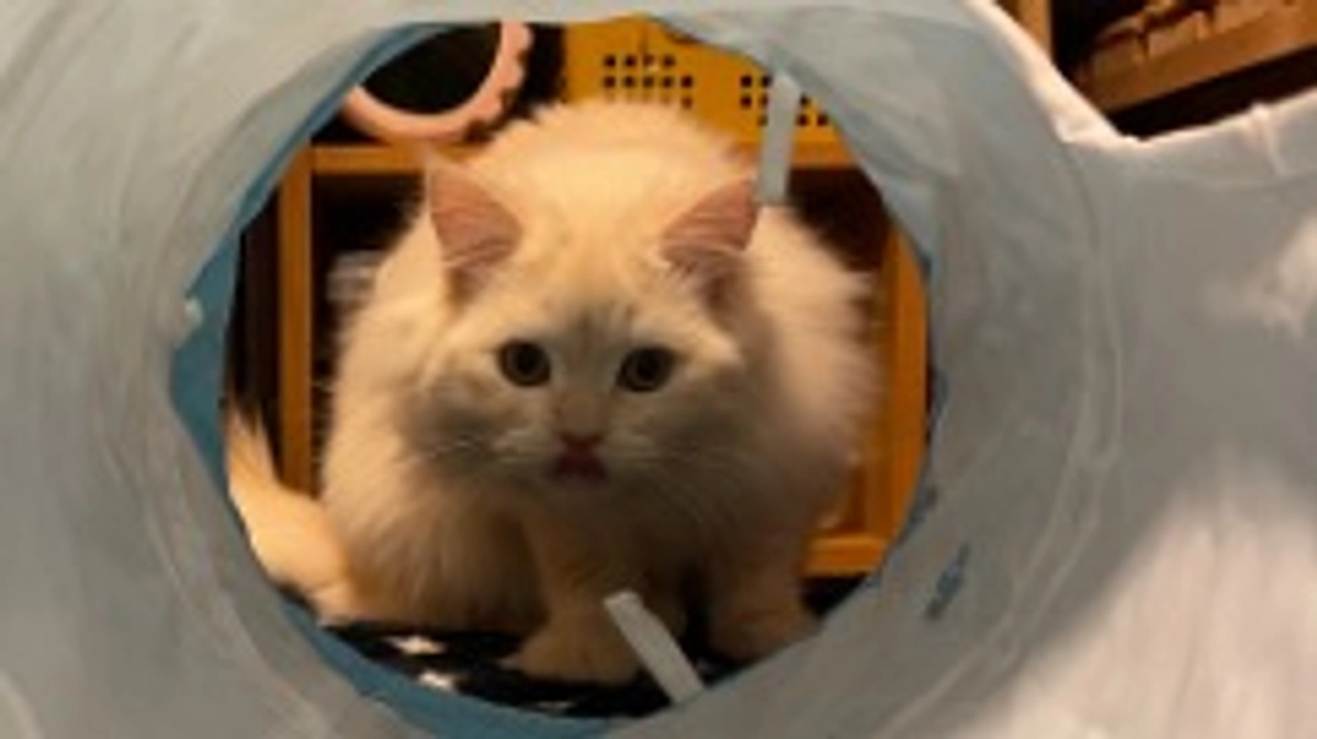 今日も元気です