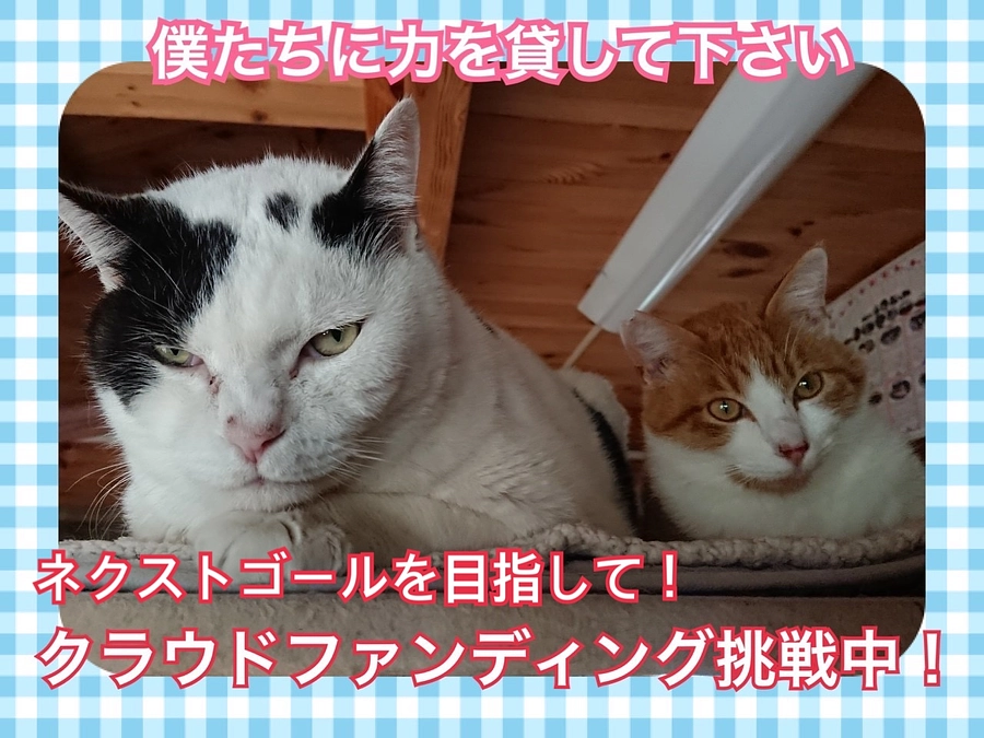 ねこハウススタッフの声③松本さん