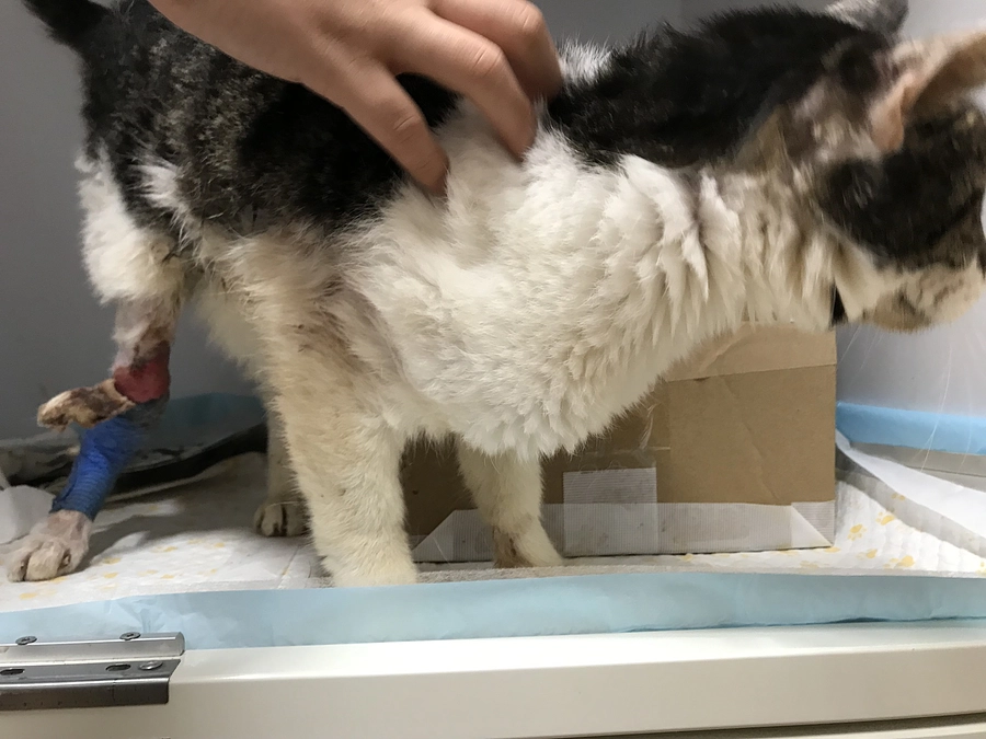 手術から8か月後の入院中のチビ