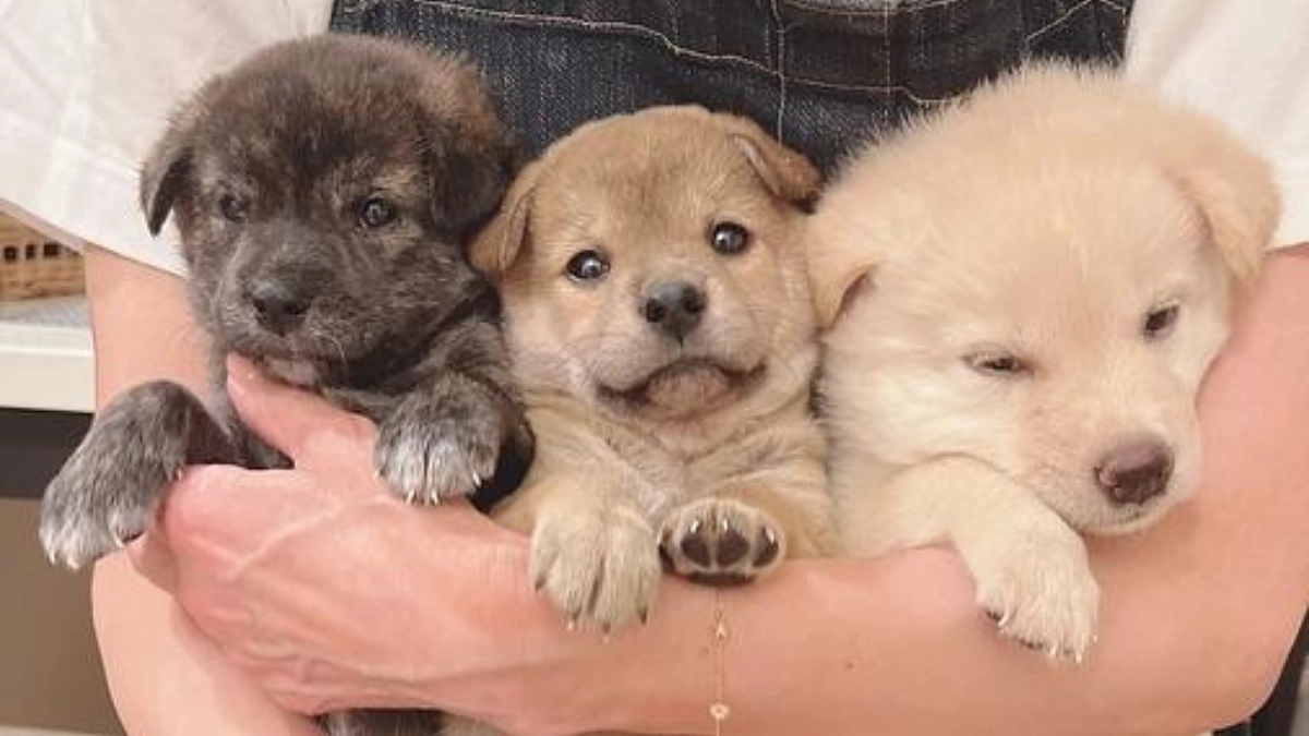 【応援メッセージ】ゆかいな仲間達いづちゃん。