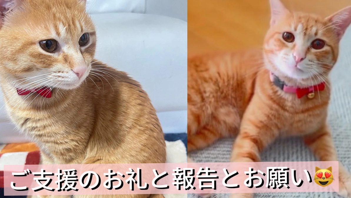 ご支援のお礼と報告とお願い（3/13）