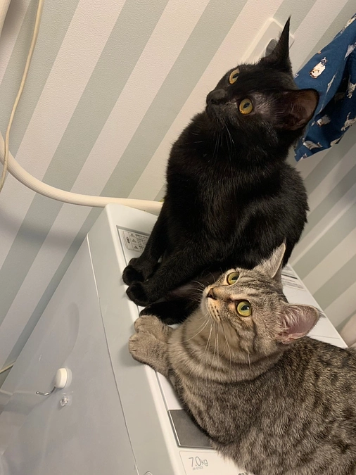 むぅちゃん達の体調不良のサイン