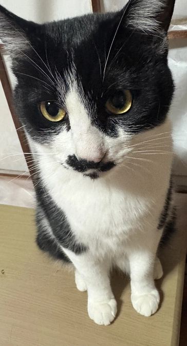 《13匹目》ぶちゃかわクーちゃん【猫紹介】