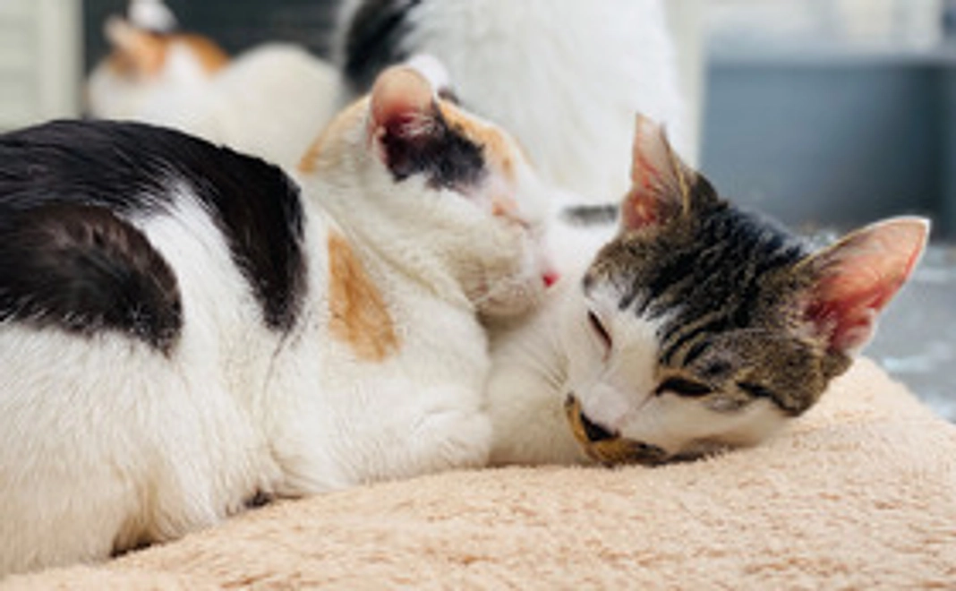 【応援コース1000】