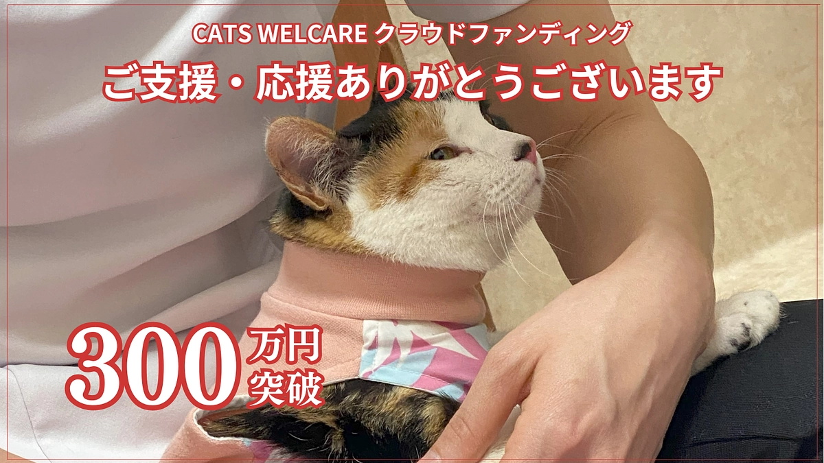 【30%突破】まだまだ気は抜けませんが、おかげさまで早くも300万円を超えました