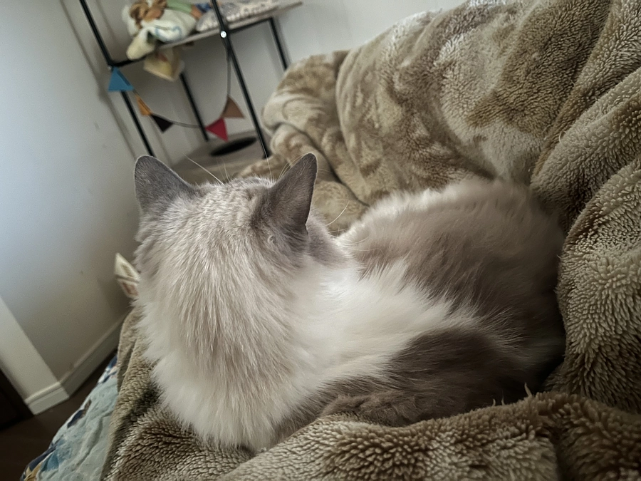 あけましておめでとうございます。