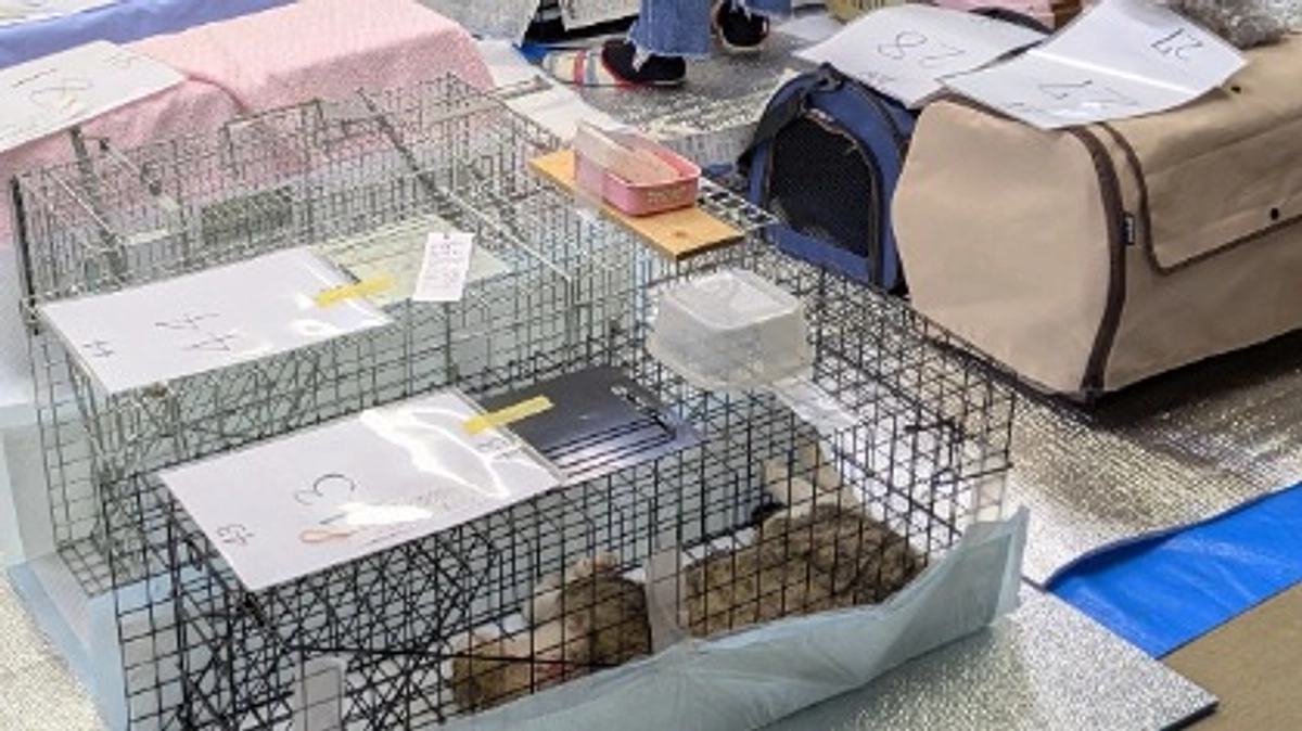 一斉TNRのお手伝いに行ってまいりました。