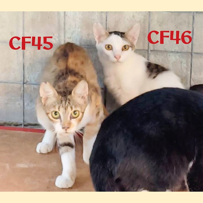 CF４３～４８まで終了しました