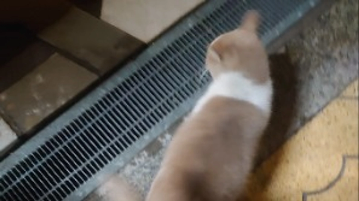 プロジェクト決済額確定のお知らせ