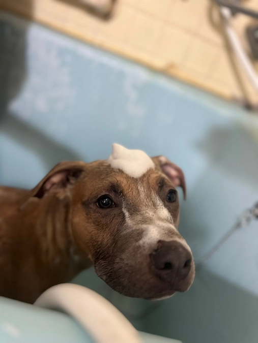 里親募集も頑張ってます