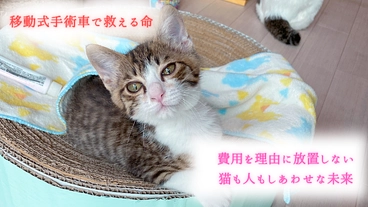 野良猫STOP！移動式手術室によるTNR活動で小さな命を救いたい のトップ画像