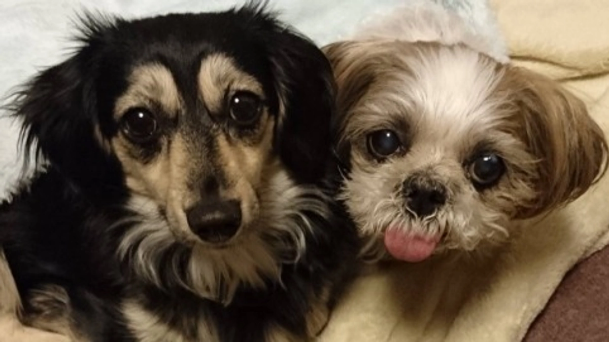 【里親さんからの応援メッセージ】愛情がなく「飼育放棄」された２頭も、愛情たっぷりで幸せに