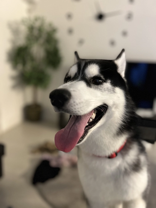 代理支援　(PayPay)