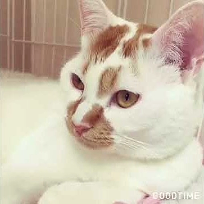 もりねこ営業部長 そして しっぽのおうちのスタッフ シロたん