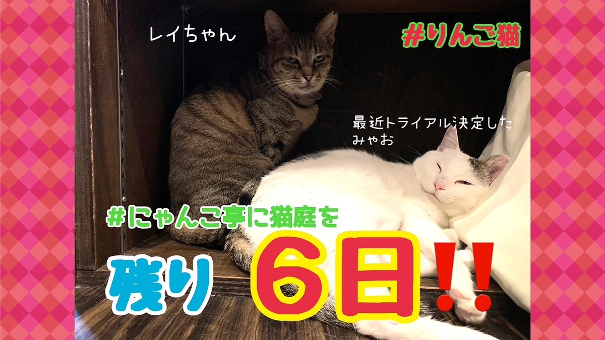 【あと6日】里親様から応援メッセージ③