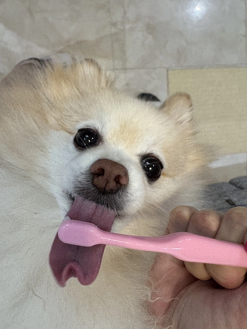 歯磨きについて