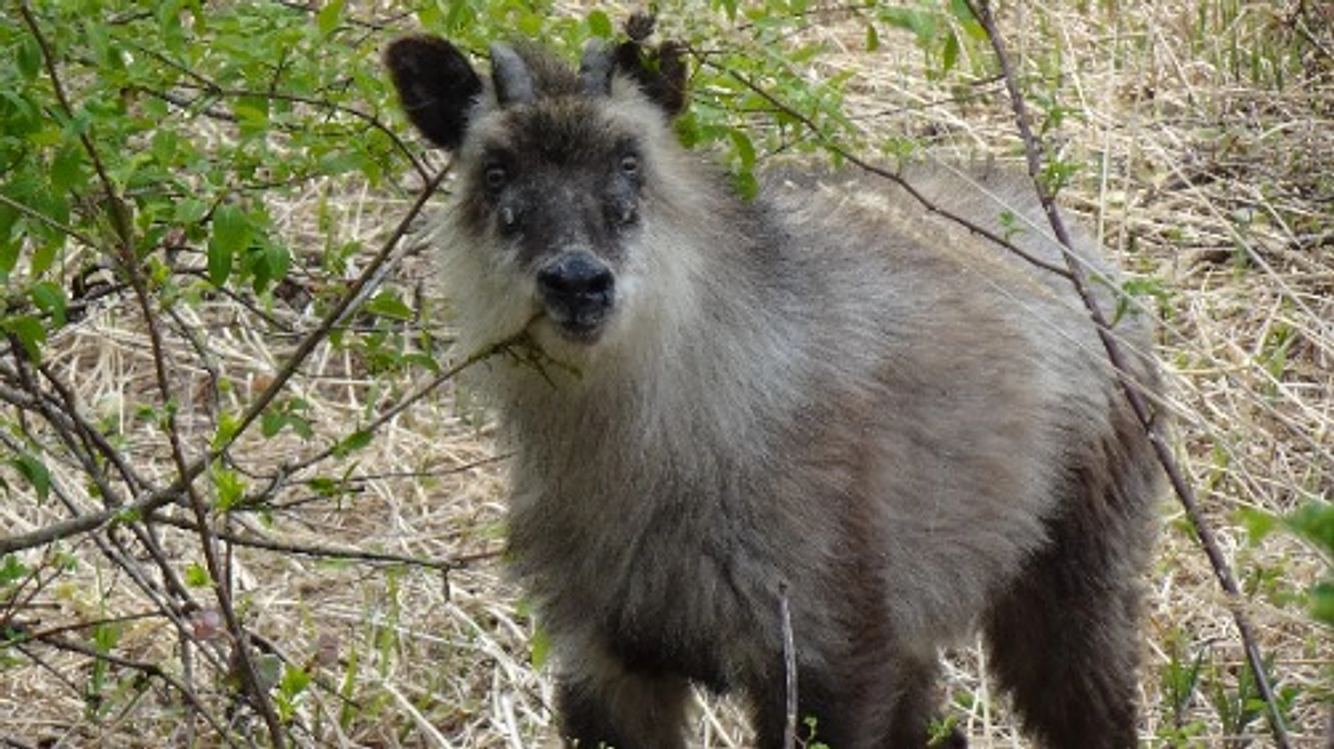 【残り1日】ログサウナ設営後の展望