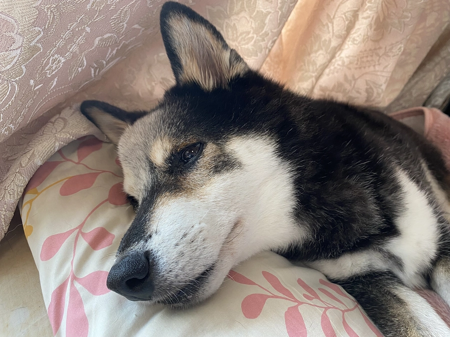 血小板の値が低過ぎる