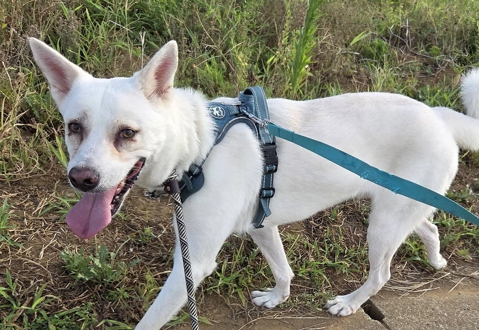 お散歩グッズへのこだわり