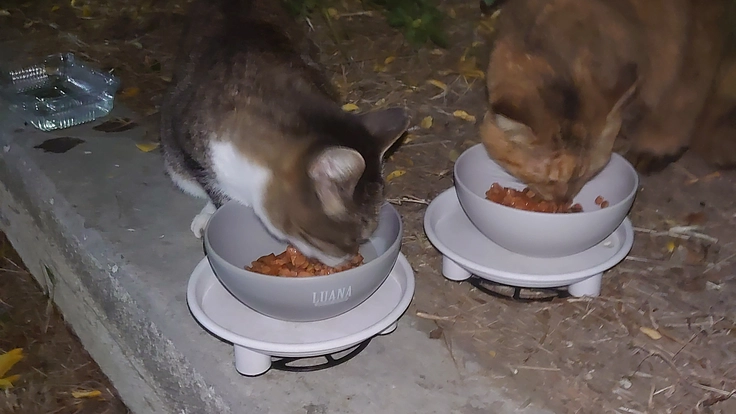 外猫ちゃんの命を繋げてください！