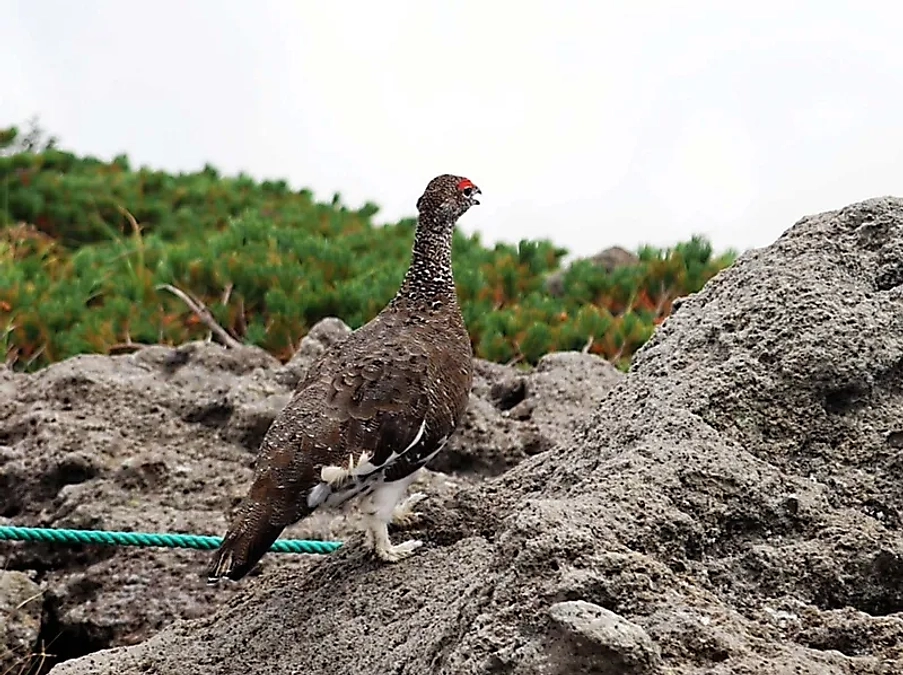 北アルプス　登山道で砂浴びするライチョウの動画をご紹介