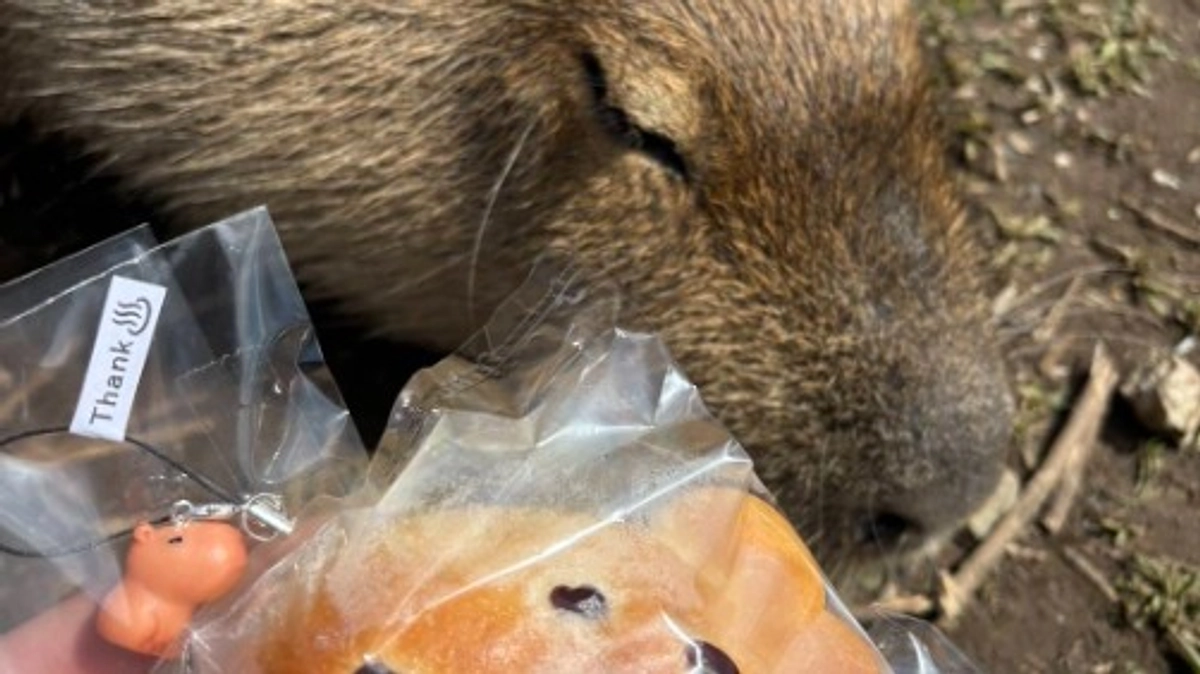 新しい仲間をお迎えします！（4月5日完成報告会より）