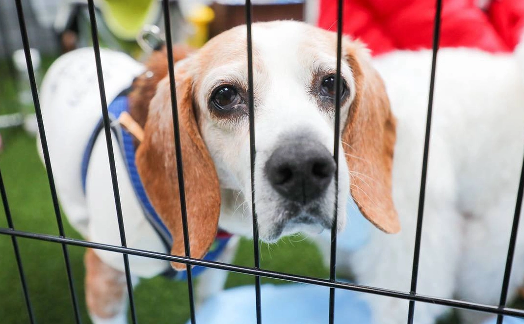 FFっ子 もっと応援コース