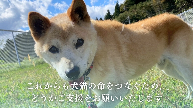 笑顔があふれるシェルターへ、犬猫の命をつなぐ保護施設を継続させたい 10枚目