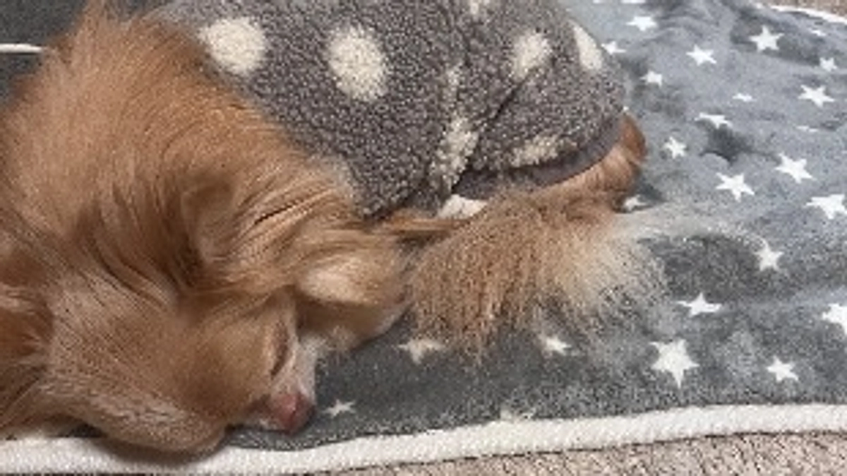 いつもありがとうございます