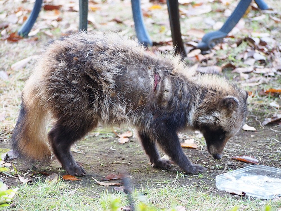 野生動物の保護について知っていただきたいこと｜野生動物への餌付けが死因に繋がる可能性