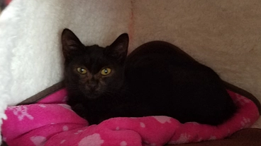 過酷でお外でいる子達を１匹でも多く　小さな命を守りたい。 のトップ画像