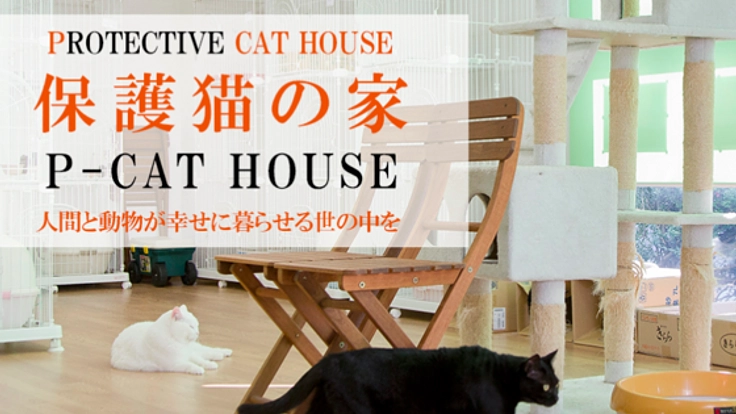 行き場を失った猫を守る保護猫の家「P-CAT HOUSE」を広めたい！