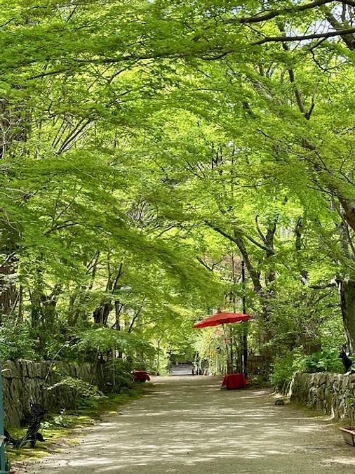 参道のモミジたち　元気に芽吹いてくれました！