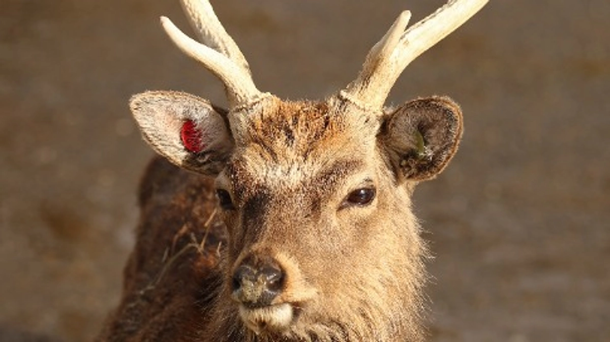 2月8日(木) 進捗報告・返礼品再紹介～ニホンジカの角・エルクの角～