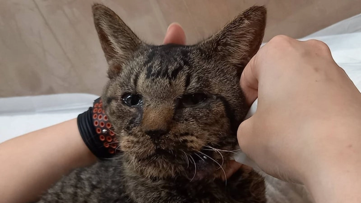 たれぞーの旅立ち。