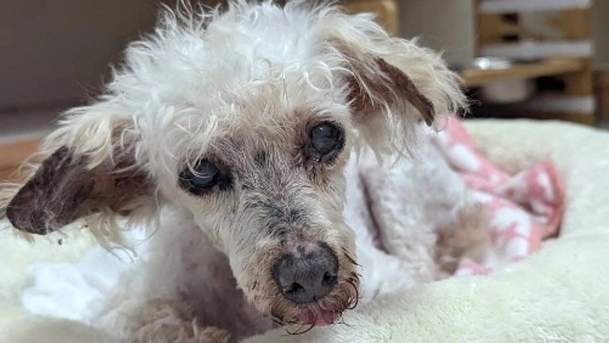 【終生飼養の子たちにも幸せを】高齢の飼い主に「殺処分すればいい」と言われたメリリー