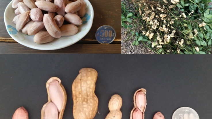 巨大落花生『おおまさり』を名物に！四街道市活性化プロジェクト